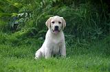 LABRADOR 1277